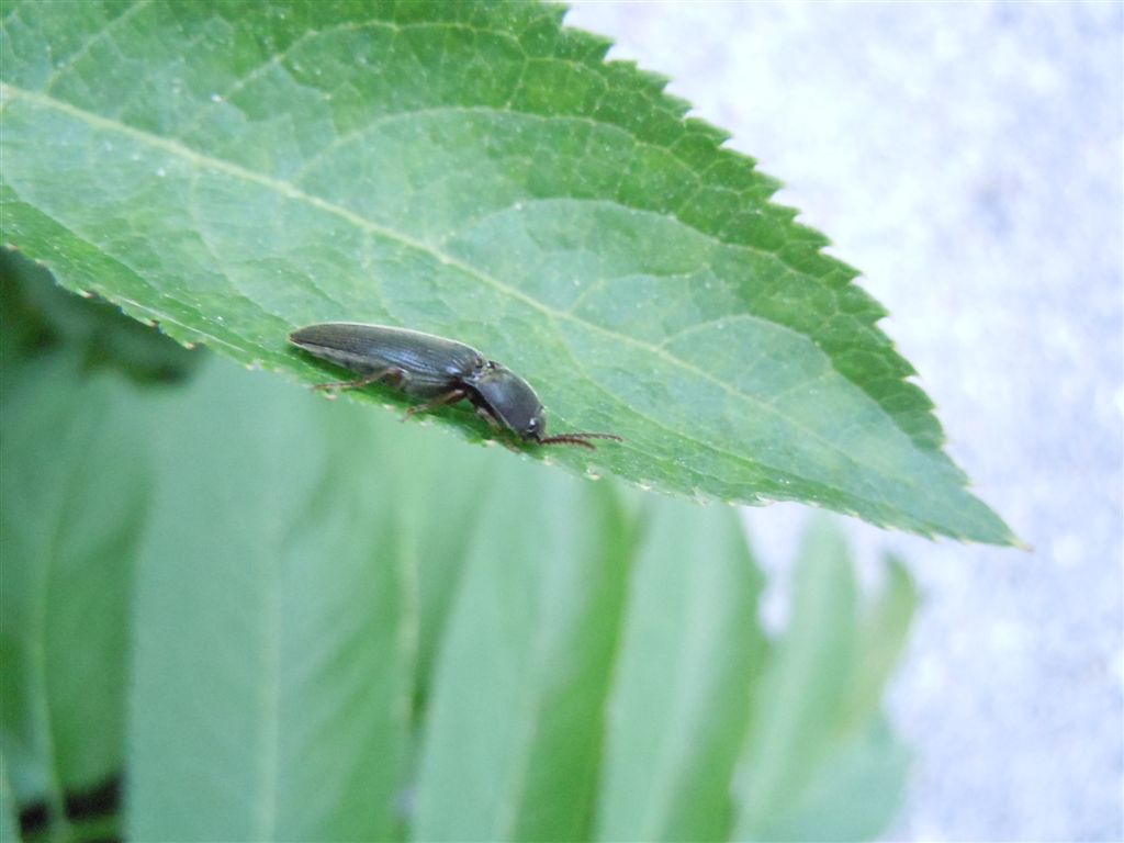 Elateridae: Melanotus sp.